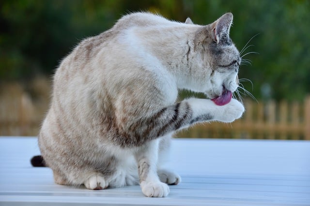 Les boules de poils chez le chat : Causes, prévention et solutions