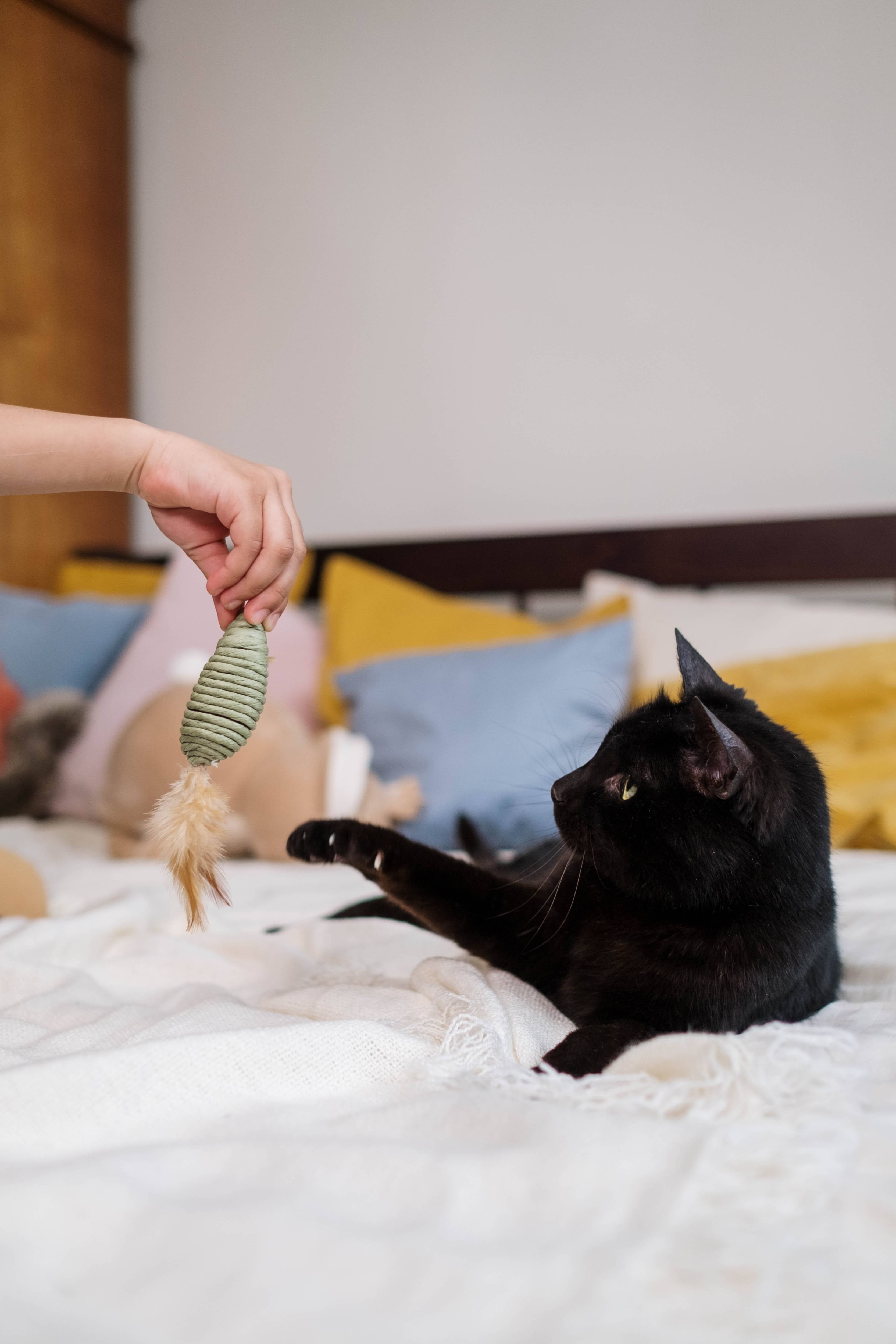 Découvrez les accessoires indispensables pour amuser votre chat - Les jouets félins les plus populaires recommandés par les experts !