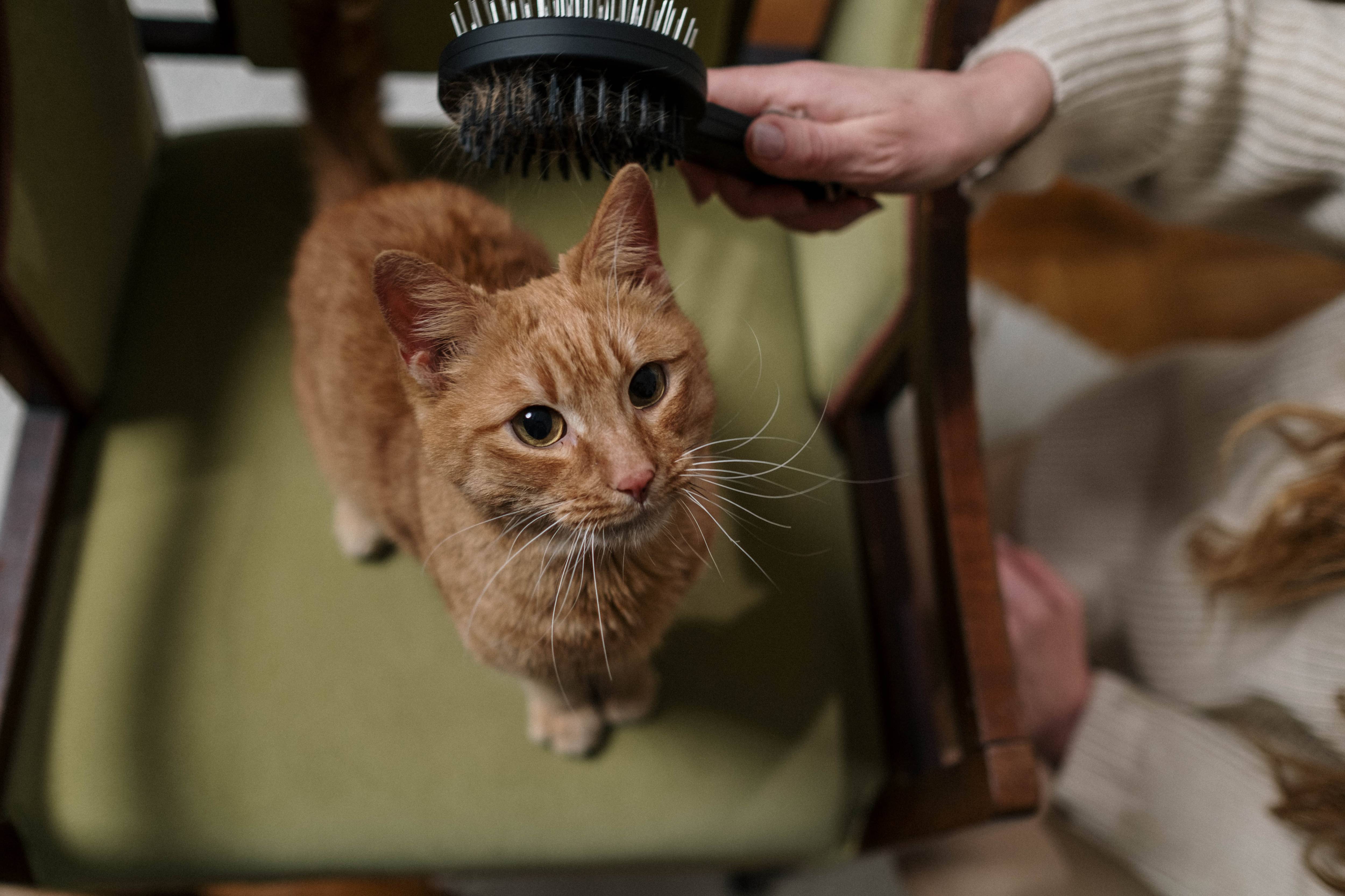 Pourquoi brosser son chat est essentiel pour sa santé et son bien-être ?