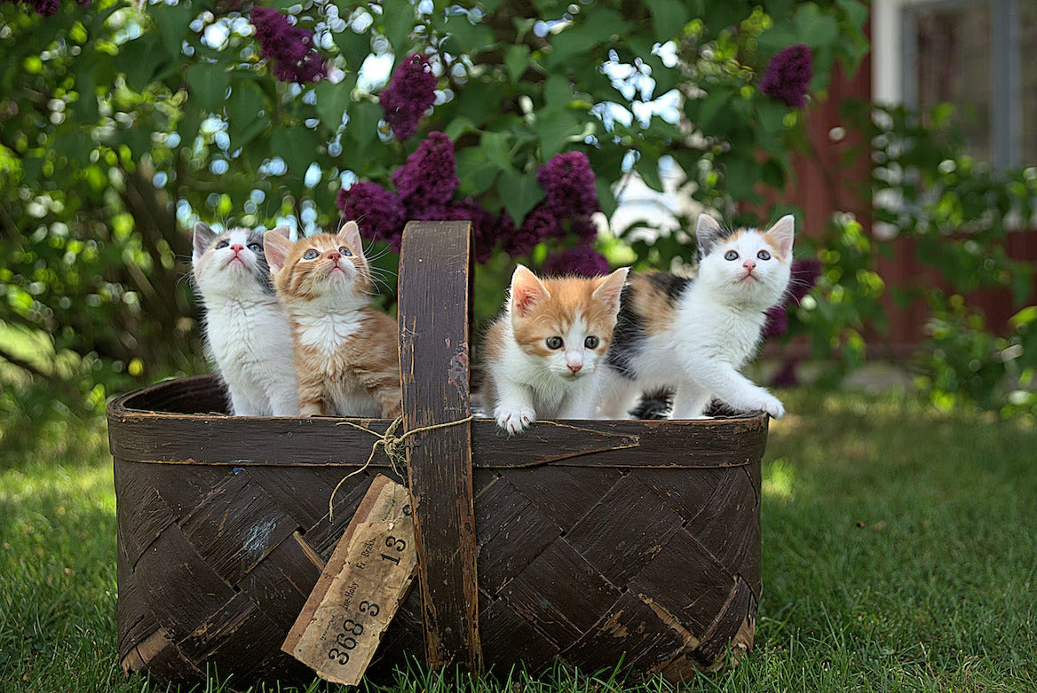 Les 10 races de chats les plus affectueuses : découvrez leur personnalité unique !